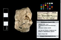 Foto (Objekt + Etikett) von Protosphaeroma ernstbrunnense (Bachmayer, 1949)  (NHMW-GEO-1990-0041-10165)